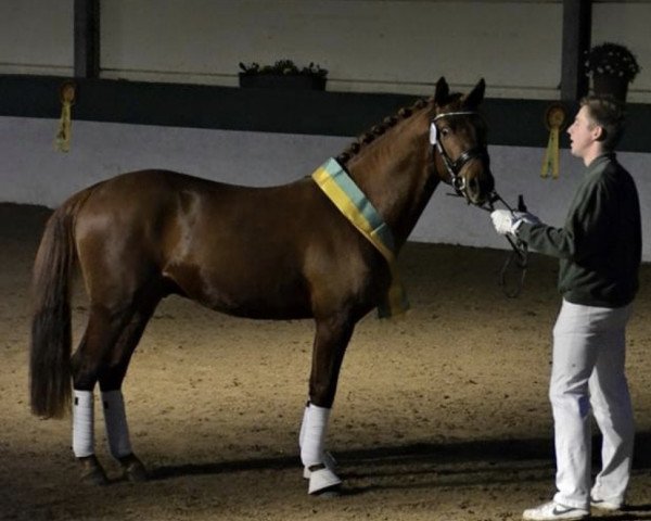 dressage horse Gonzales 162 (German Riding Pony, 2012, from Golden Speed Star)