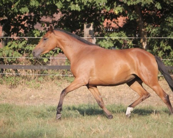broodmare Cosmo's Girl LO (German Riding Pony, 2015, from Cosmopolitan NRW)