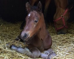 Dressurpferd No Risk - No Fun (Deutsches Reitpony, 2020, von Neverland WE)