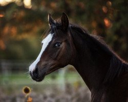 dressage horse Call me Charisma (German Riding Pony, 2020, from Cosmo Callidus NRW)