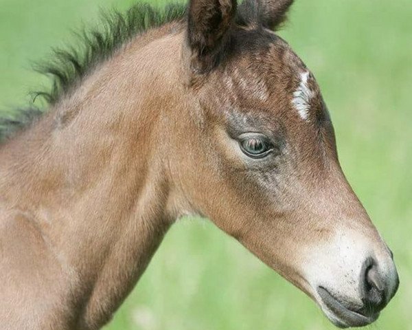 dressage horse Gonzo's Surprise (German Riding Pony, 2018, from Gonzales 162)