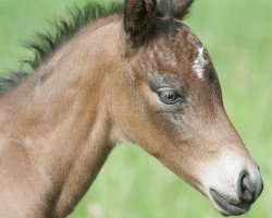 dressage horse Gonzo's Surprise (German Riding Pony, 2018, from Gonzales 162)