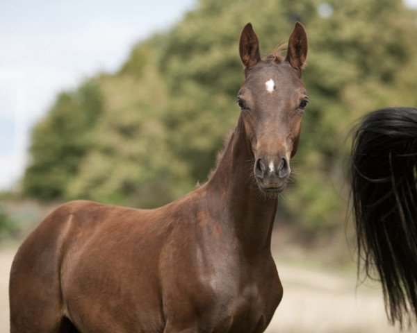 dressage horse Gonzo‘s Fire Girl (German Riding Pony, 2019, from Gonzales 162)