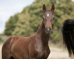 dressage horse Gonzo‘s Fire Girl (German Riding Pony, 2019, from Gonzales 162)