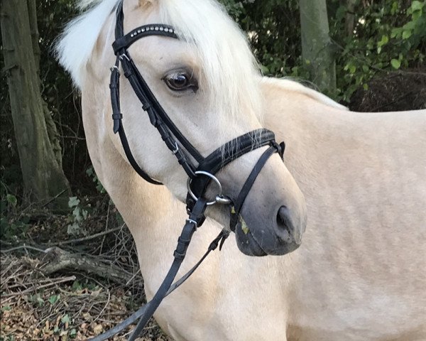 dressage horse Good Stuff (German Riding Pony, 2018, from Gonzales 162)