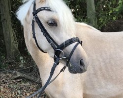 dressage horse Good Stuff (German Riding Pony, 2018, from Gonzales 162)