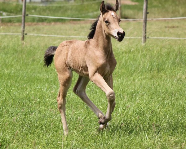 dressage horse Neverland‘s Butterfly (German Riding Pony, 2020, from Neverland WE)