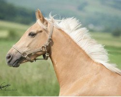 Zuchtstute Coco (Deutsches Reitpony, 2011, von Chic in Time)