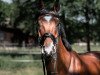 jumper Call him Cody (Oldenburg show jumper, 2014, from Cielito Lindo 2)