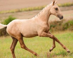 dressage horse Gonzo's Glücksfee (German Riding Pony, 2019, from Gonzales 162)