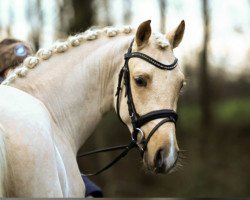 dressage horse Gonzo's go For Gold (German Riding Pony, 2017, from Gonzales 162)