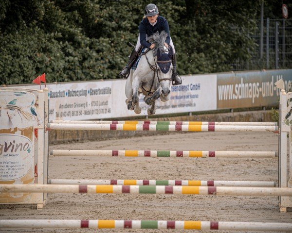 jumper Amani von Alfen (Westphalian, 2017, from Asca Z)