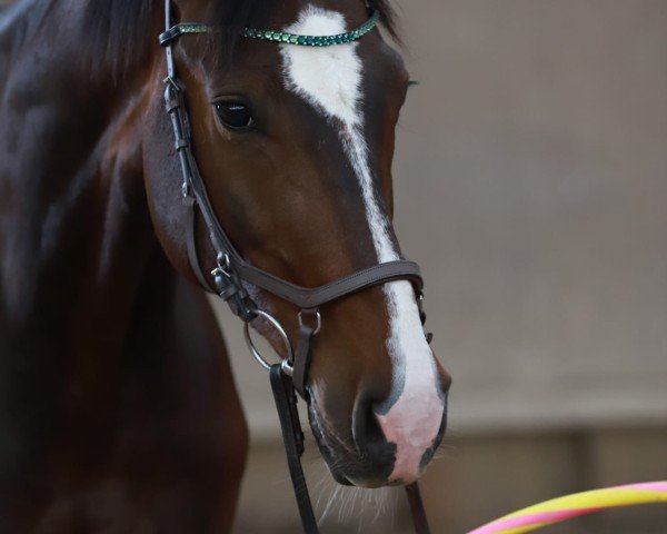 Dressurpferd Saro 9 (Hannoveraner, 2013, von Sir Calypso)