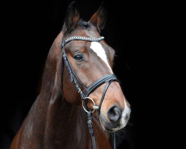 dressage horse Bob Barnaby (Hanoverian, 2010, from Bonifatius)