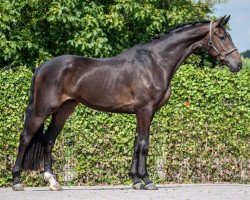 dressage horse Fendi's Favorite (Westphalian, 2017, from Feinrich)