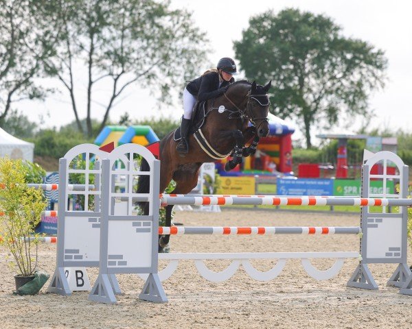 jumper Koralie 8 (Holsteiner, 2017, from Quiran)