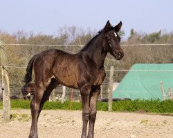 dressage horse Stute von Maracaná / San Amour I (German Sport Horse, 2020, from Maracana)