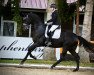 dressage horse Lord Blackwood (Württemberger, 2011, from Lord Leopold 7)