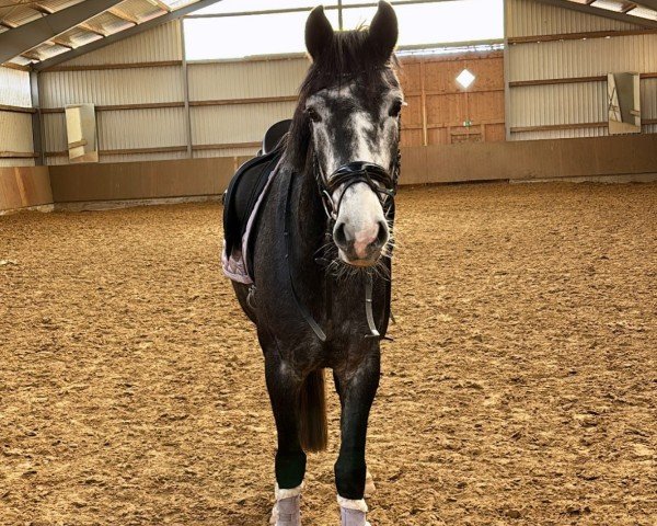 broodmare Fantine B (Westphalian, 2020, from For Romance I)