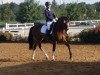 dressage horse Capt'n Jack 4 (Holsteiner, 2012, from Cracker Jack 5)