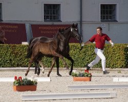 Zuchtstute Sissy (Deutsches Sportpferd, 2011, von Surprice)