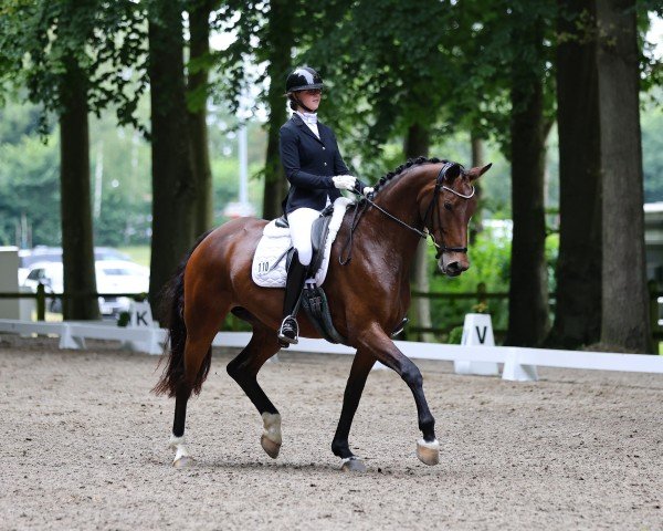 dressage horse Sympathie 62 (Oldenburg, 2018, from Sensation)