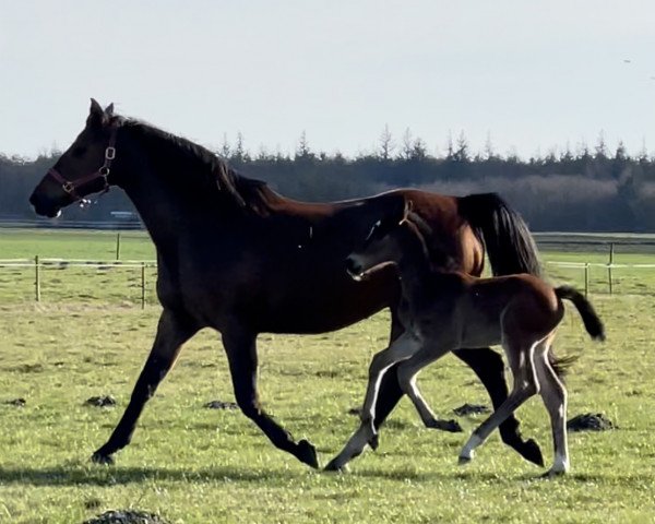 broodmare V-Olympic (Holsteiner, 2005, from Cassini II)