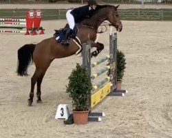 Springpferd Dakota Hcc (Holsteiner, 2012, von Cayado 3)