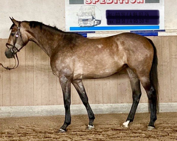 broodmare Viva Laureen M (German Sport Horse, 2021, from Vingino)