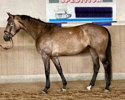 broodmare Viva Laureen M (German Sport Horse, 2021, from Vingino)