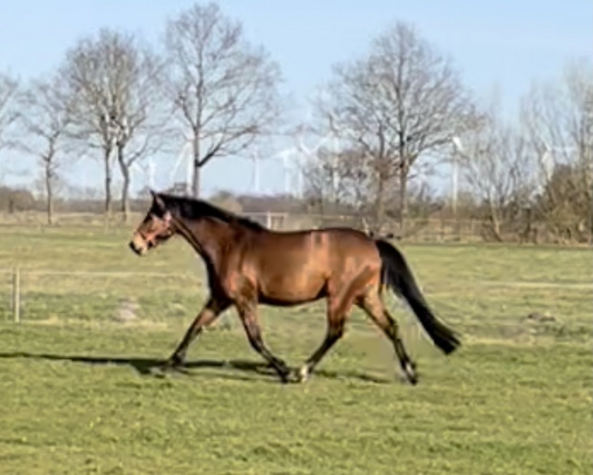 broodmare Dione Hcc (Zangersheide riding horse, 2016, from Dominator 2000 Z)