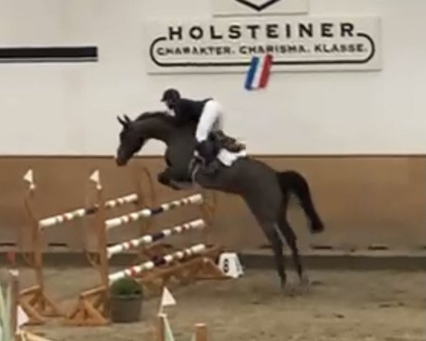 jumper Pico Hcc (Holsteiner, 2013, from Clarimo Ask)