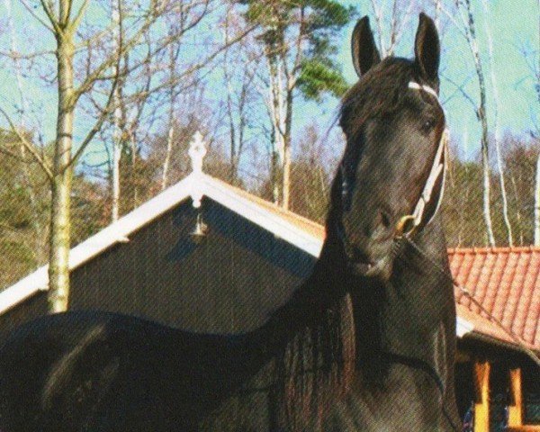 horse Frank (Friese, 2009, from Andries 415 Sport)