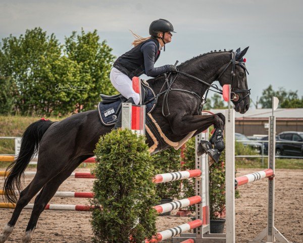 jumper Midnight Princess 3 (Slovakian Warmblood, 2019)
