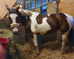 horse Lambada (polish noble half-breed, 2011)