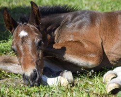 horse Calais (Mecklenburger, 2021, from Casallco)