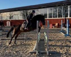 Springpferd Mikabo W (Deutsches Reitpony, 2013, von FS Maracaibo)