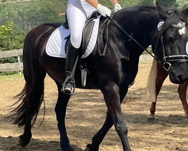 dressage horse Nanuk 63 (unknown, 2004, from Unbekannt)