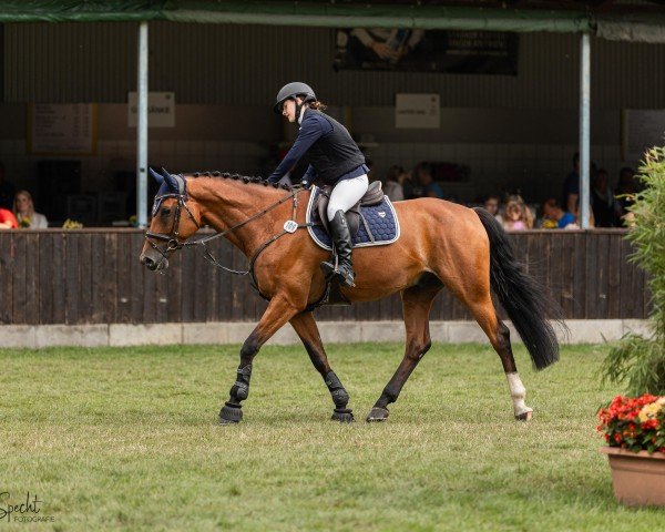 jumper Clyde Z 2 (Zangersheide riding horse, 2017, from Crown Z)