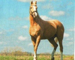 Springpferd Dustin 188 (Deutsches Reitpony, 1999, von Da Capo)