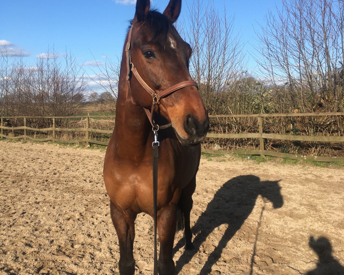 dressage horse Sarasini (Oldenburg, 2006, from Samarant)