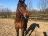 dressage horse Sarasini (Oldenburg, 2006, from Samarant)