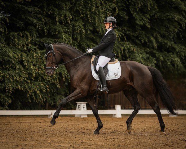 stallion Meereskönig (Hanoverian, 2017, from E.H. Millennium)