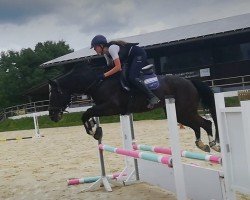 dressage horse Kenwood 8 (Westphalian, 2014, from Kannan)