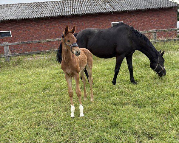 foal by Fly (Westphalian, 2025, from Fiji)