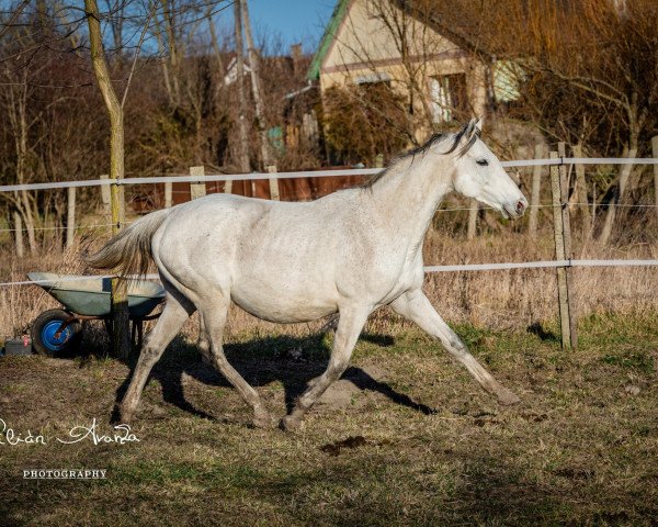 Zuchtstute Amazing Grey xx (Englisches Vollblut, 2012, von Mastercraftsman xx)