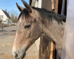 Springpferd Flying Treasure (Deutsches Sportpferd, 2020, von For Treasure VDL)