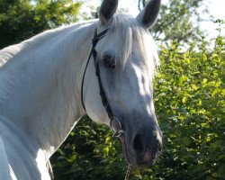 stallion Old Troll AA Z (Zangersheide riding horse, 1995, from Oberon du Moulin)