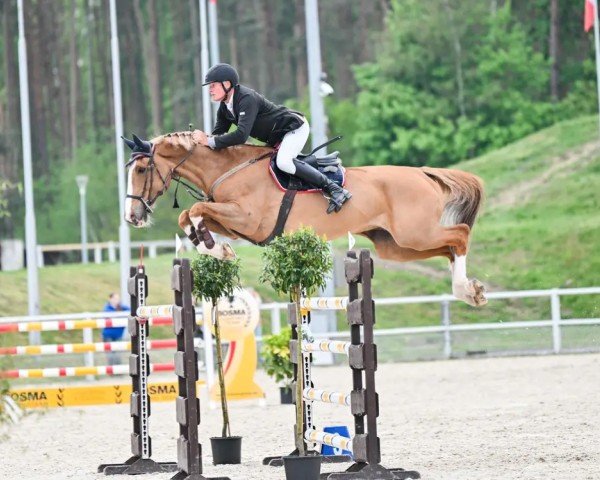 jumper Orion Ter Doorn (Belgian Warmblood, 2014, from Elvis Ter Putte)