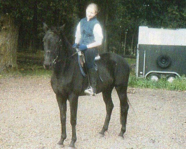 horse Bonjour (Trakehner, 1994, from Intervall xx)